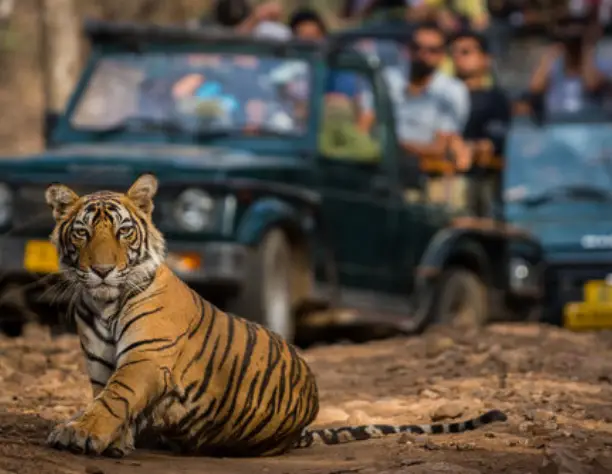 Ranthambore Safari